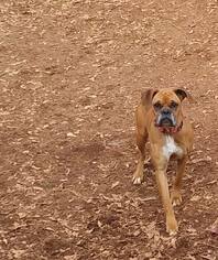 Boxer Dogs for adoption in Loganville, GA, USA