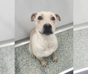 American Pit Bull Terrier-Unknown Mix Dogs for adoption in Salisbury, NC, USA