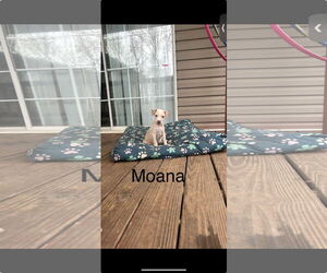 Chihuahua-Unknown Mix Dogs for adoption in Ball Ground, GA, USA