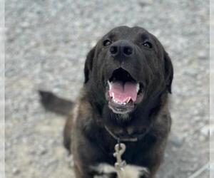 Borador Dogs for adoption in Minneapolis, MN, USA