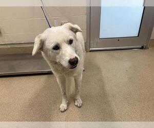 Labrador Retriever-Unknown Mix Dogs for adoption in Grand Prairie, TX, USA