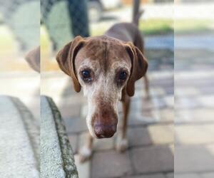 Vizsla Dogs for adoption in Pacolet, SC, USA