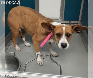Beagle-Unknown Mix Dogs for adoption in Oklahoma City, OK, USA