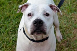 Small American Bulldog Mix