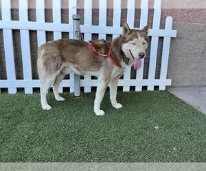 Alaskan Malamute Dogs for adoption in Modesto, CA, USA