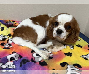 Cavalier King Charles Spaniel Dogs for adoption in Sioux Falls, SD, USA