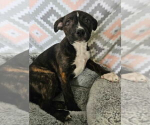 American Pit Bull Terrier-Border Collie Mix Dogs for adoption in Lakewood, CO, USA