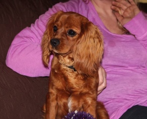 Cavalier King Charles Spaniel Dogs for adoption in New York, NY, USA