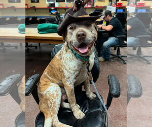 Mutt Dogs for adoption in phoenix, AZ, USA