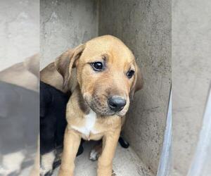 Mutt Dogs for adoption in Oklahoma City, OK, USA