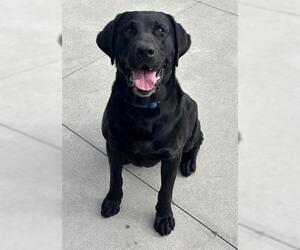 Labrador Retriever Dogs for adoption in San Martin, CA, USA