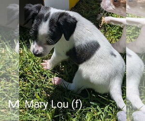 Mutt Dogs for adoption in San Bernardino, CA, USA