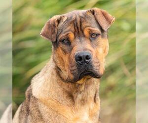 Chinese Shar-Pei-Unknown Mix Dogs for adoption in Camarillo, CA, USA