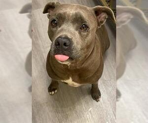 American Pit Bull Terrier-Unknown Mix Dogs for adoption in Tulsa, OK, USA