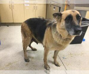 German Shepherd Dog-Unknown Mix Dogs for adoption in Riverside, CA, USA