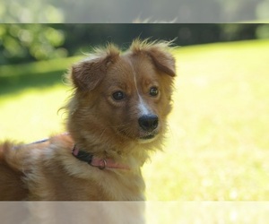 Mutt Dogs for adoption in Siler City, NC, USA