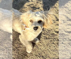 Maltese-Unknown Mix Dogs for adoption in Lancaster, CA, USA