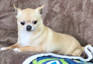 Medium Photo #1 Chihuahua Puppy For Sale in Vernonia, OR, USA