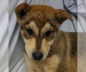Mutt Dogs for adoption in Thief River Falls, MN, USA