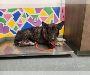 German Shepherd Dog Dogs for adoption in Baytown, TX, USA