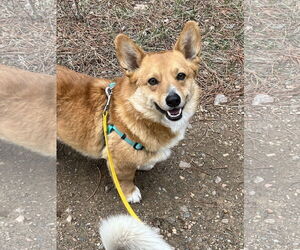 Pembroke Welsh Corgi Dogs for adoption in Denver , CO, USA