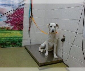 Labrador Retriever Dogs for adoption in Moreno Valley, CA, USA