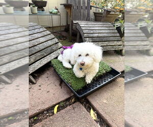 Poochon Dogs for adoption in San Francisco, CA, USA