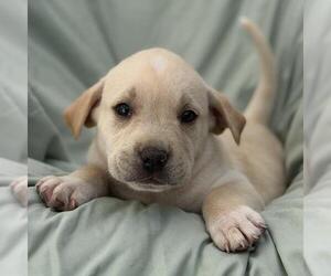 Labrador Retriever-Unknown Mix Dogs for adoption in San Diego, CA, USA