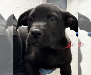 American Pit Bull Terrier-Labrador Retriever Mix Dogs for adoption in San Bernardino, CA, USA