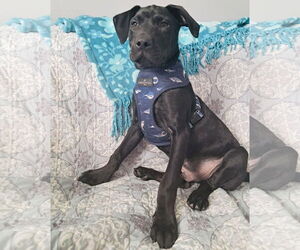 Dachshund-Labrador Retriever Mix Dogs for adoption in Princeton, MN, USA
