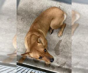 German Shepherd Dog-Unknown Mix Dogs for adoption in San Bernardino, CA, USA