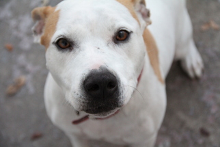 Bullypit Dogs for adoption in Fort Lauderdale, FL, USA