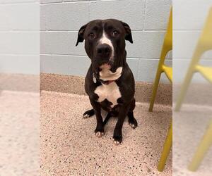 American Pit Bull Terrier Dogs for adoption in Brighton, CO, USA