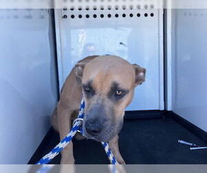 American Pit Bull Terrier Dogs for adoption in Bakersfield, CA, USA