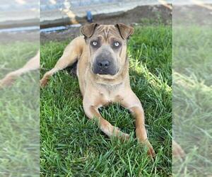 Chinese Shar-Pei-Unknown Mix Dogs for adoption in Riverside, CA, USA