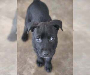 Mutt Dogs for adoption in Candler, NC, USA