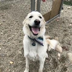 Great Pyrenees Dogs for adoption in Bemidji, MN, USA