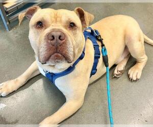 American Staffordshire Terrier-Unknown Mix Dogs for adoption in Raleigh, NC, USA