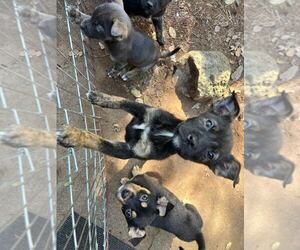 Mutt Dogs for adoption in Dana Point, CA, USA