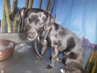 Chihuahua-Unknown Mix Dogs for adoption in Henderson, NV, USA