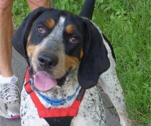 Bluetick Coonhound Dogs for adoption in Batavia, NY, USA
