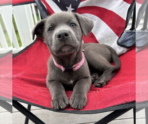 American Pit Bull Terrier-Unknown Mix Dogs for adoption in Fargo, ND, USA