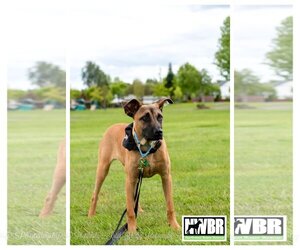 Boxer-Unknown Mix Dogs for adoption in Woodinville, WA, USA