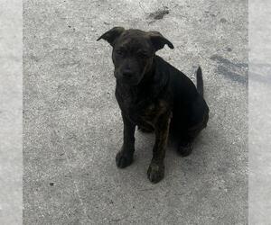 American Staffordshire Terrier Dogs for adoption in San Antonio, TX, USA