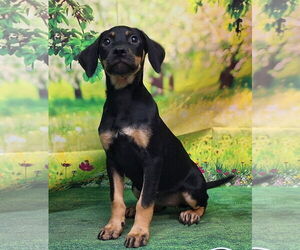 American Pit Bull Terrier-Dachshund Mix Dogs for adoption in Wetumpka, AL, USA