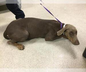 Doberman Pinscher Dogs for adoption in Riverside, CA, USA