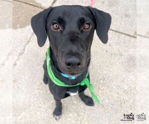 Labrador Retriever-Unknown Mix Dogs for adoption in Washington, DC, USA