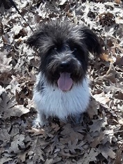 Coton de Tulear-Unknown Mix Dogs for adoption in Westville, IN, USA