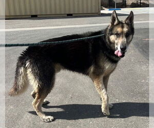 German Shepherd Dog Dogs for adoption in Norco, CA, USA