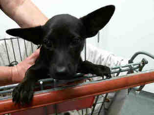 Rat Terrier Dogs for adoption in Tulsa, OK, USA